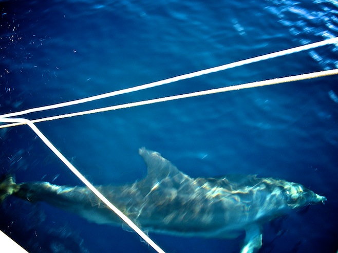 Dolphin